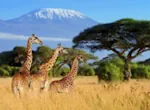 safari tours tz