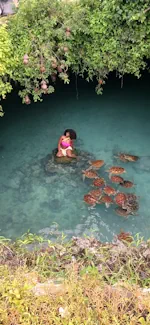 turtles